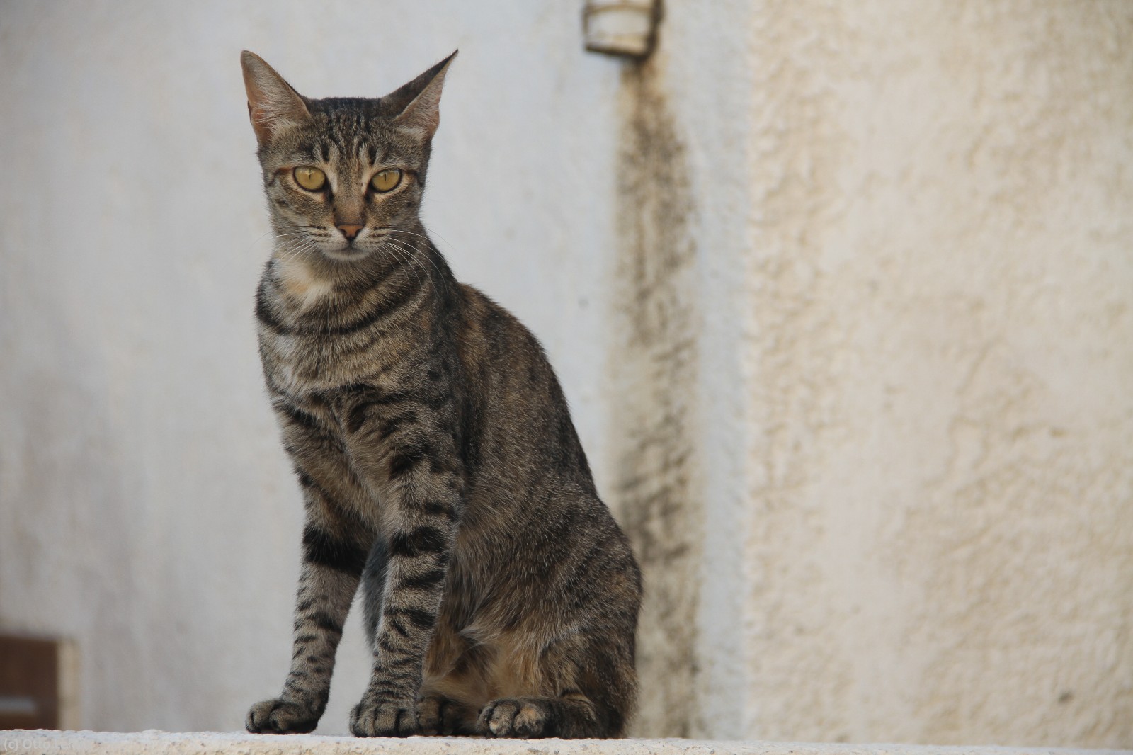 Pictures from Greece by otto leholt